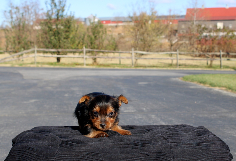 puppy, for, sale, Yokshire Terrier, Matthew B. Stoltzfus, dog, breeder, Gap, PA, dog-breeder, puppy-for-sale, forsale, nearby, find, puppyfind, locator, puppylocator, aca